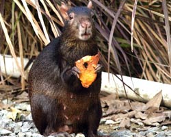 Femaile agouti