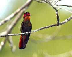 Ruby topaz hummingbird