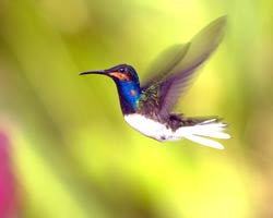 White-necked Jacobin