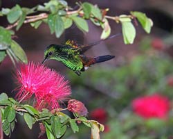 Copper-rumped Hummingbird