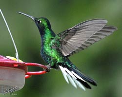 White-tailed Sabrewing